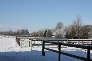 Im Winter geniessen die Pferde die Mittagssonne